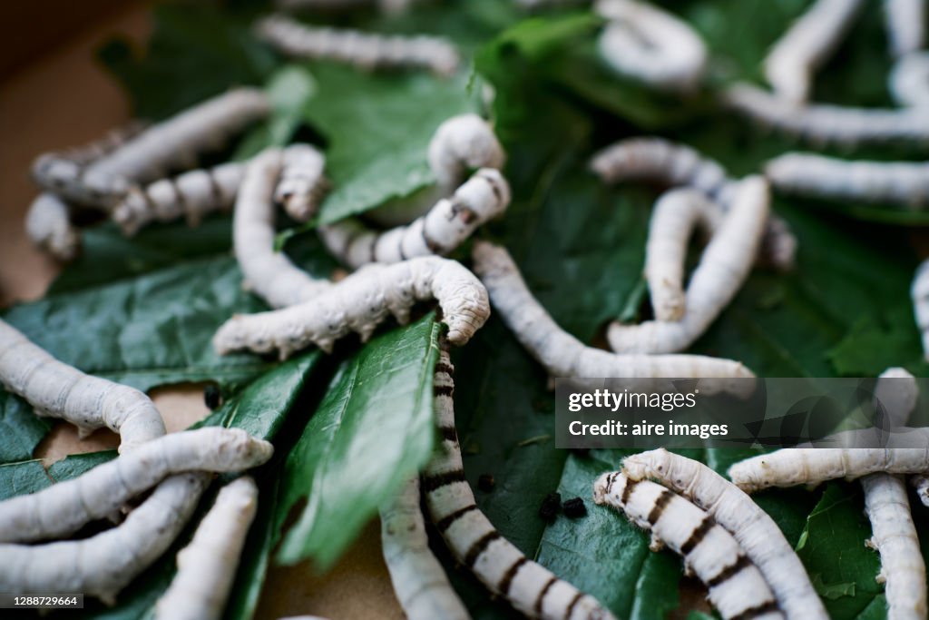Close-Up Of Silkworm On Green Leaves