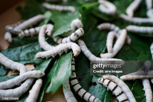 close-up of silkworm on green leaves - silkworm stock pictures, royalty-free photos & images