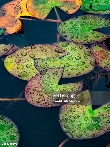 water drops lotus leaves - lotus stock illustrations stock pictures, royalty-free photos & images