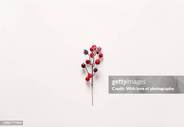 christmas background, holly red berry branch on white paper background - holly ストックフォトと画像