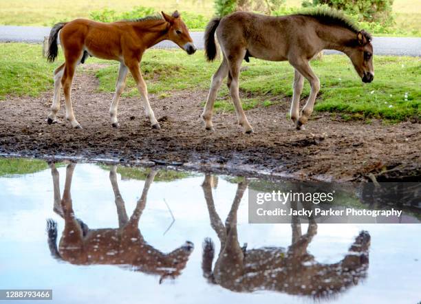 new forest pony foals in the soft summer sunshine with reflections in a pool - foal stock pictures, royalty-free photos & images