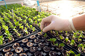 putting seedlings in the ground by hand