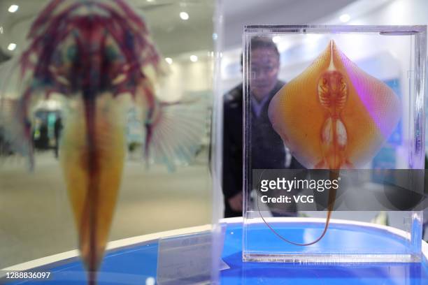 Man looks at fish specimens at an exhibition hall of Chinese genomics giant BGI in the Qingdao Area of China Pilot Free Trade Zone on December 1,...