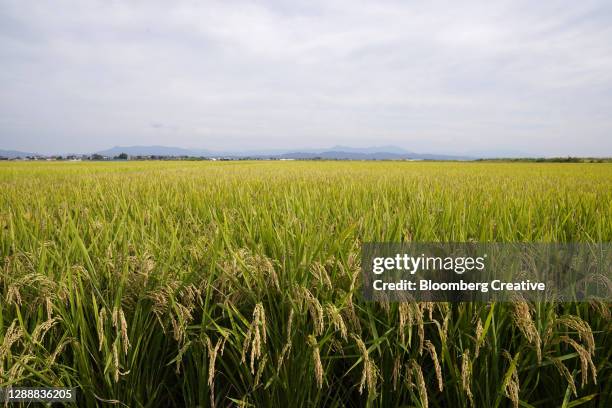 rice field - 稲 ストックフォトと画像