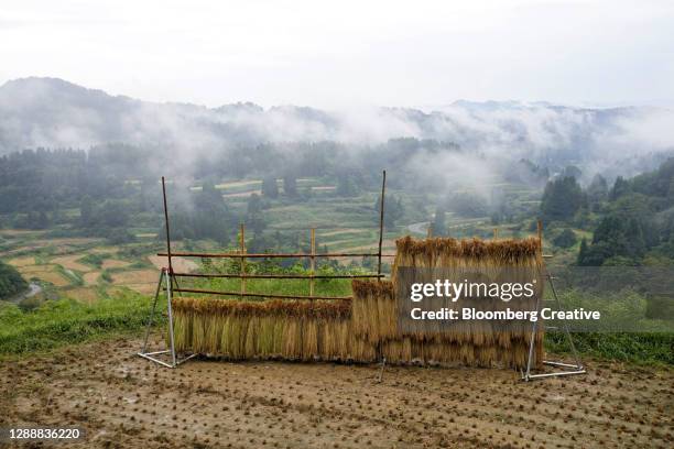 Drying Rice Fields Drying Rice Photos and Premium High Res Pictures - Getty Images