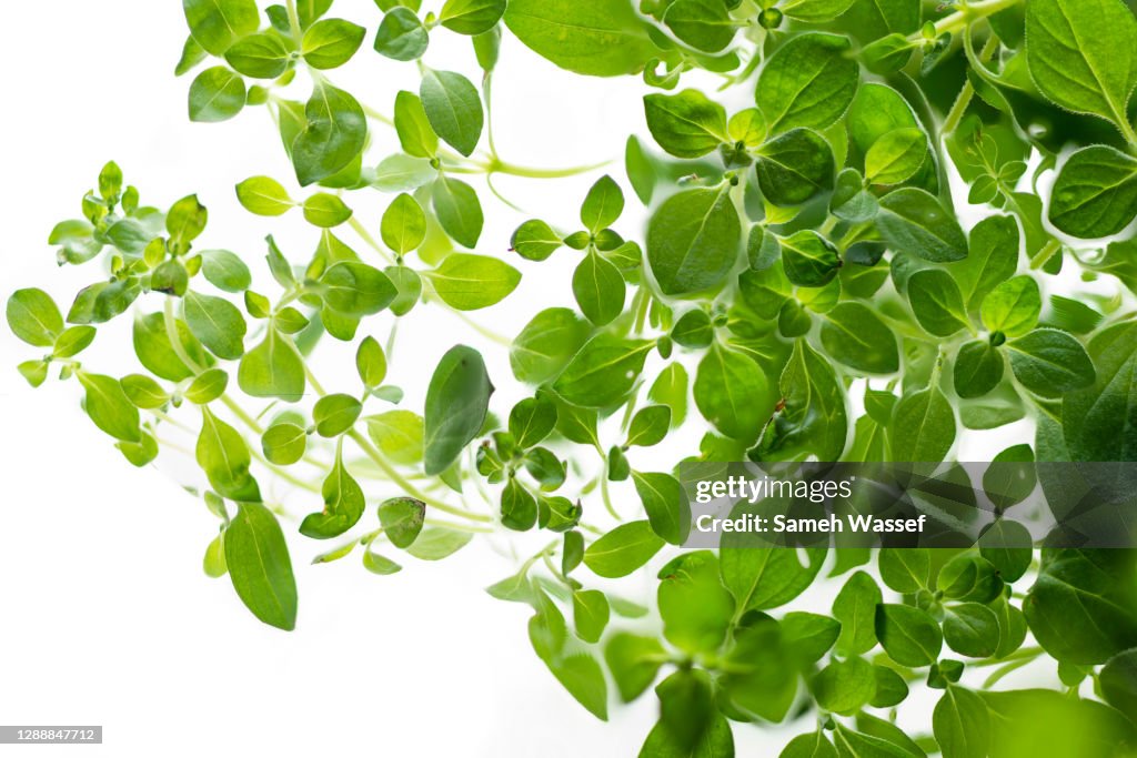Lambs lettuce (Corn salad)