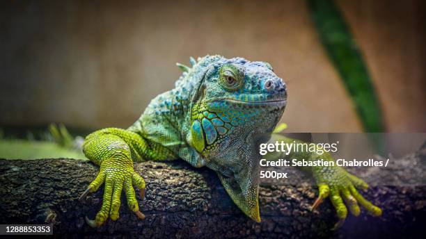 close-up of green iguana on tree trunk,avenue agropolis,montpellier,france - green iguana stockfoto's en -beelden