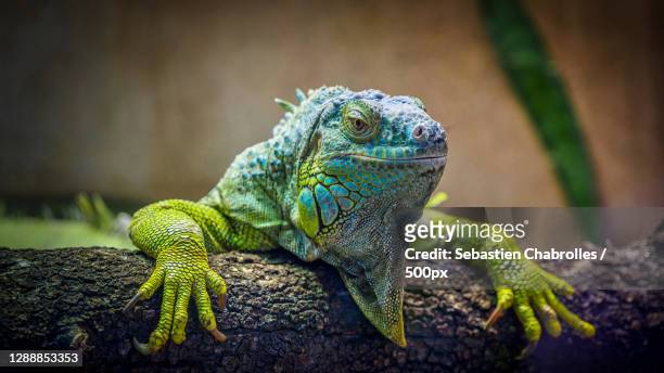 close-up of green iguana on tree trunk,avenue agropolis,montpellier,france - reptile stock pictures, royalty-free photos & images