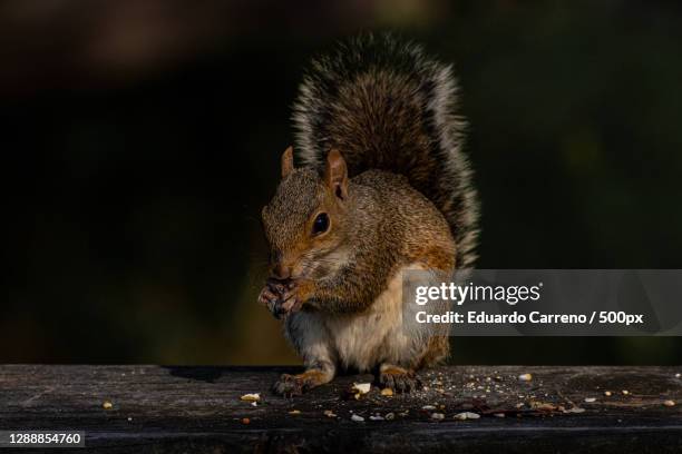 close-up of gray squirrel on wood - eastern gray squirrel stockfoto's en -beelden