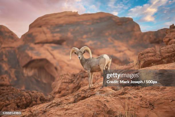 side view of goat standing on rock against mountains,valley of fire state park,united states,usa - bighorn sheep stockfoto's en -beelden