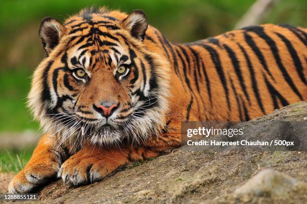 portrait of sumatran tiger - tiger cu portrait stock pictures, royalty-free photos & images