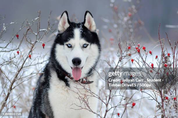 portrait of siberian husky on snow covered field - siberian husky fotografías e imágenes de stock