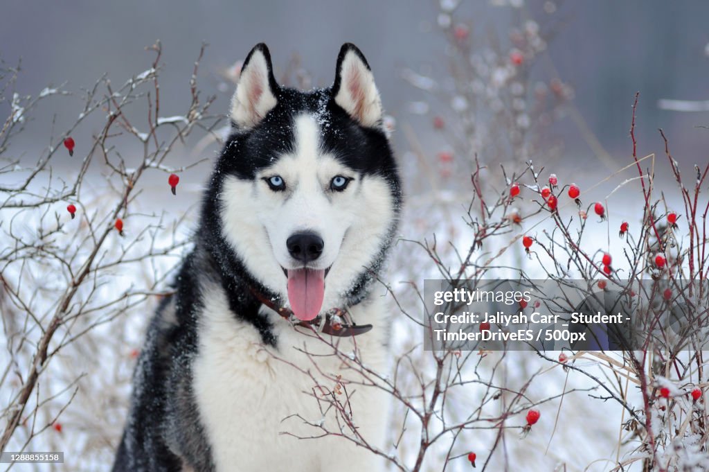 Portrait of siberian husky on snow covered field