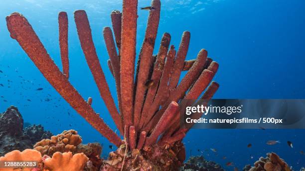 close-up of cactus plant against sea - stovepipe sponge stock pictures, royalty-free photos & images