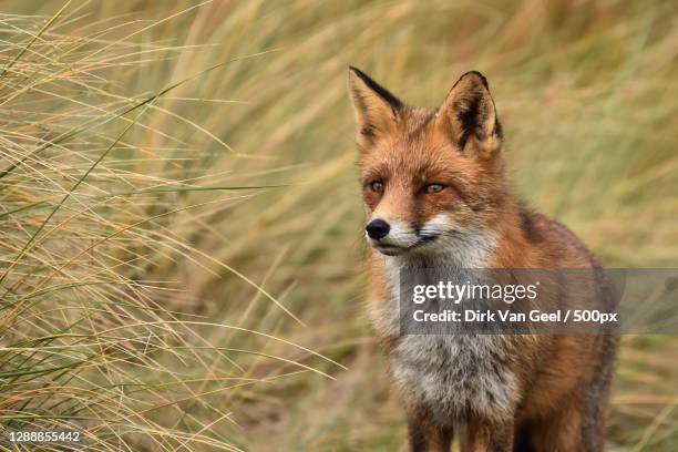 portrait-of-red-fox-standing-on-field-de