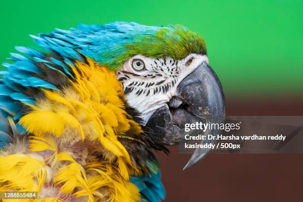 close-up of macaw perching on branch,pessac,france - pessac stock pictures, royalty-free photos & images