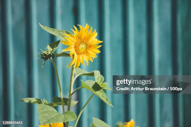 close-up of yellow flowering plant - wand grün foto e immagini stock