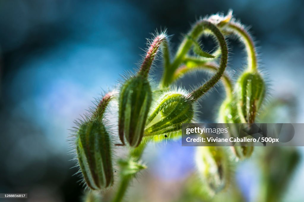 Close-up of plant,France