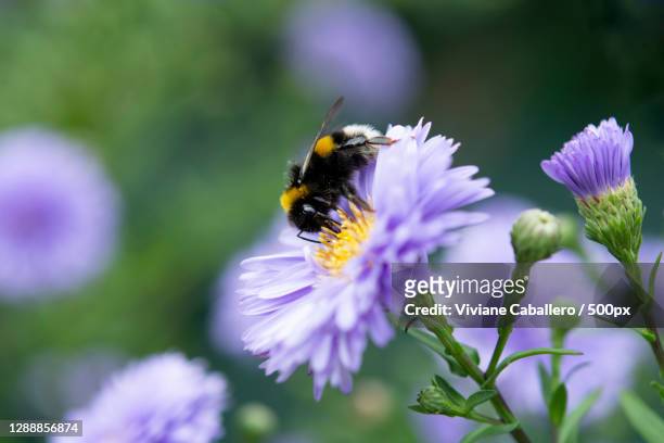 close-up of bee pollinating on purple flower,france - viviane caballero stockfoto's en -beelden