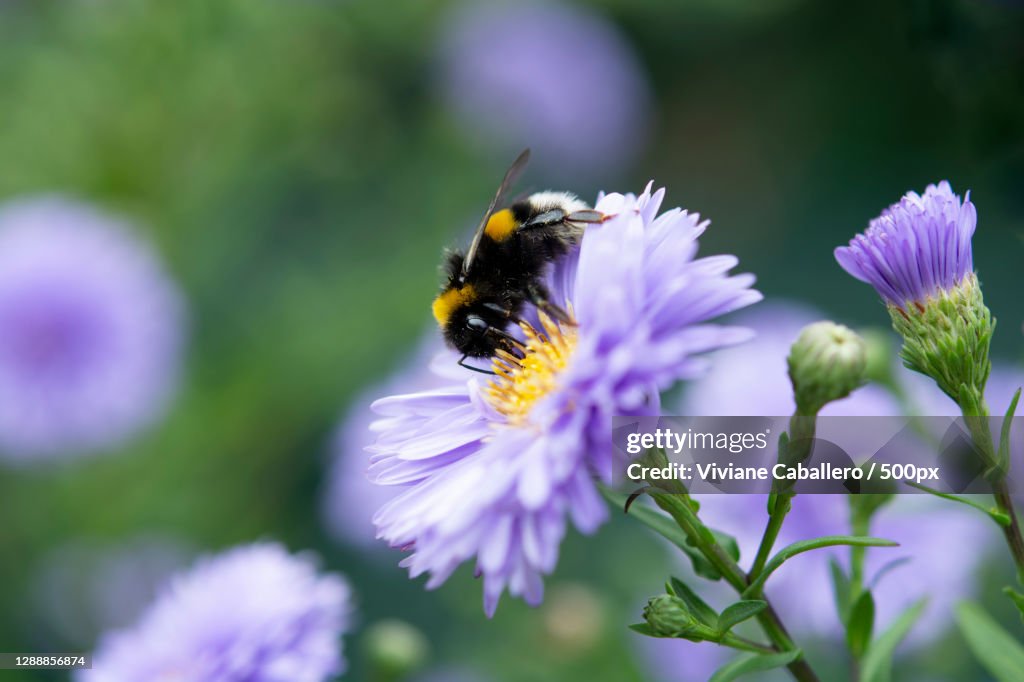Close-up of bee pollinating on purple flower,France