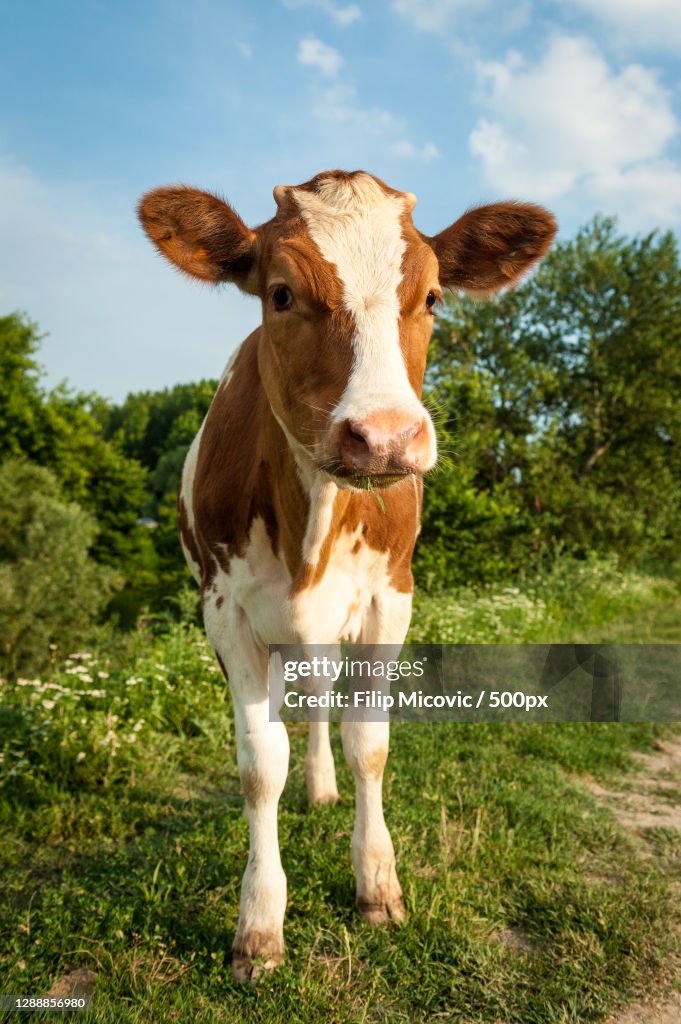 Portrait of cow standing on field against sky,Serbia