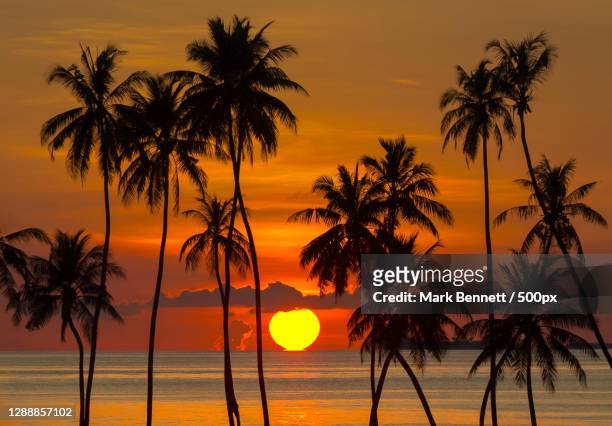 92,415 Tropical Sunset Photos and Premium High Res Pictures - Getty Images