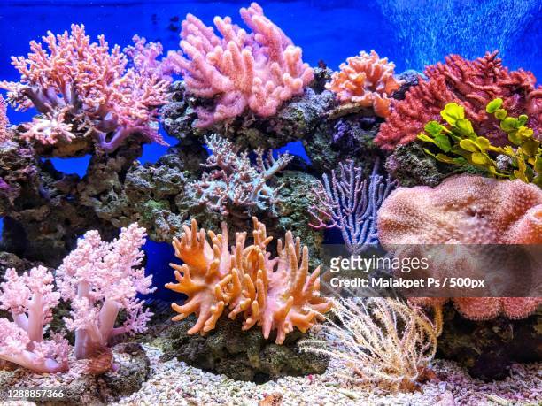 close-up of coral in sea - reef stockfoto's en -beelden