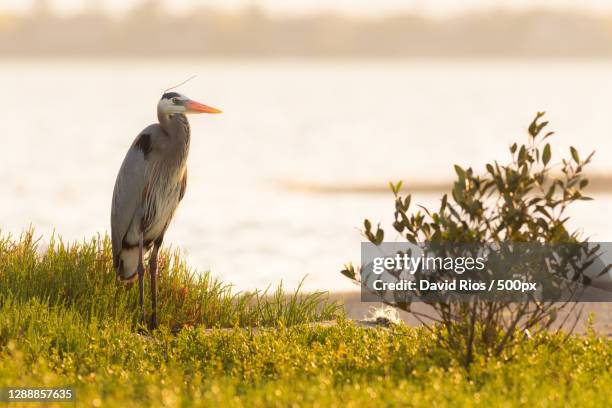 close-up of heron perching on grassy field,corpus christi,texas,united states,usa - corpus christi stock pictures, royalty-free photos & images