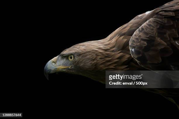 close-up of golden eagle against black background - eagle eye stock pictures, royalty-free photos & images