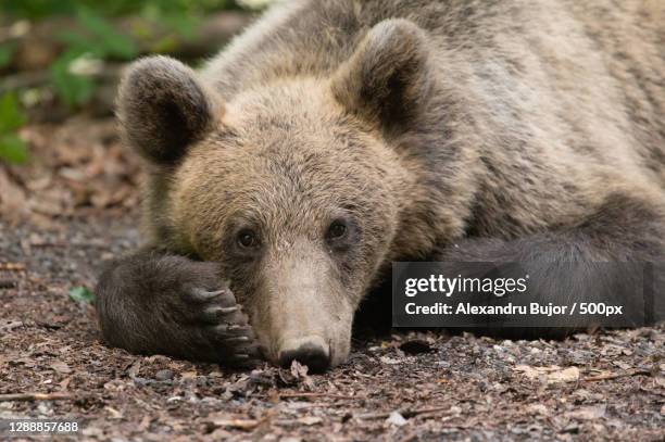 close-up of brown eurasian brown bear lying on field,turia,romania - romania bear stock pictures, royalty-free photos & images