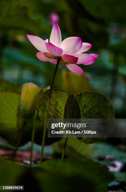 Semarak Photos and Premium High Res Pictures - Getty Images
