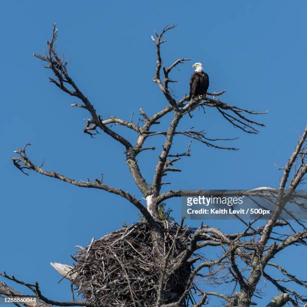 low angle view of bald eagle perching on bare tree against clear blue sky,kenora,canada - eagle nest stock-fotos und bilder