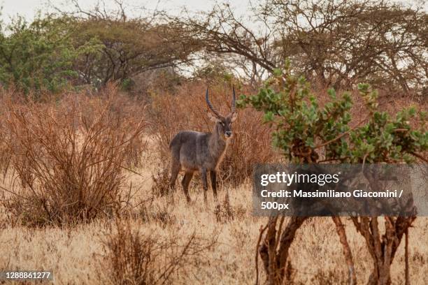 Kitui 49 Kitui County Stock Photos, High-Res Pictures, and Images - Getty Images