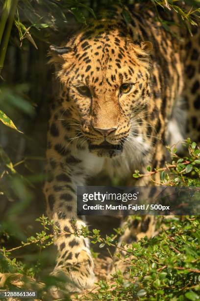 portrait of amur leopard standing in forest - amur leopard stock-fotos und bilder