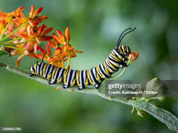 close-up of butterfly on plant - caterpillar stock-fotos und bilder