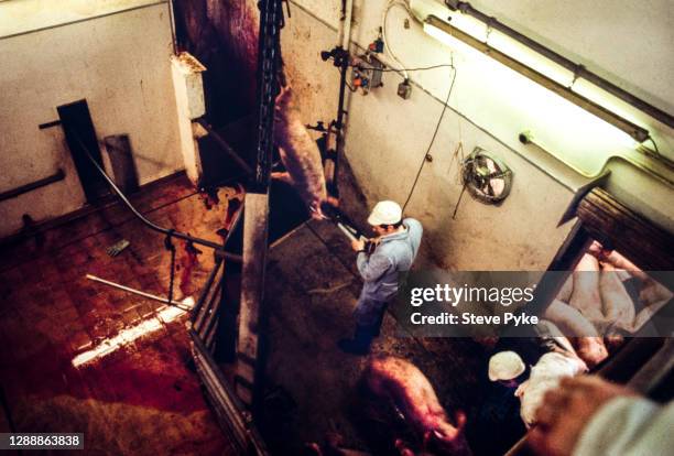 Pigs being slaughtered at a Norfolk abattoir in March 1981, using methods which later became illegal in Britain.