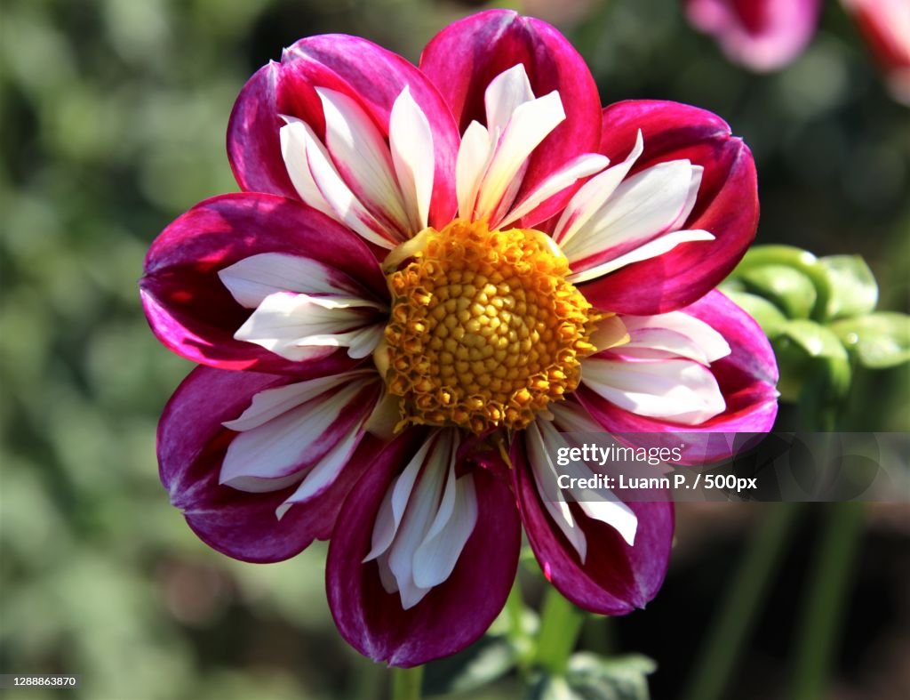 Close-up of pink flower,Canby,Oregon,United States,USA