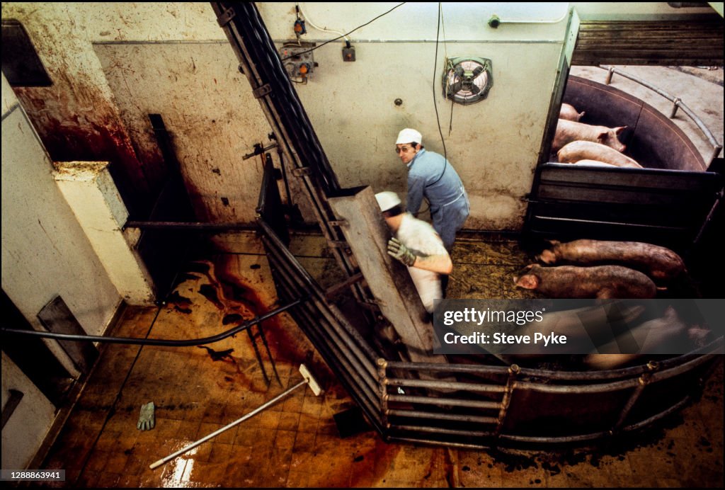 Pigs being slaughtered at a Norfolk abattoir in March 1981 using Pigs being slaughtered at a Norfolk abattoir in March 1981 using