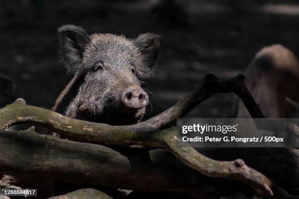 close-up of wild boar on field - wildschwein stock-fotos und bilder