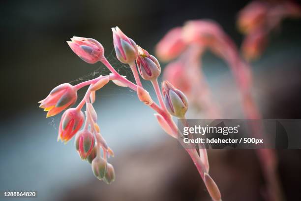 close-up of red flowering plant - echeveria stock pictures, royalty-free photos & images