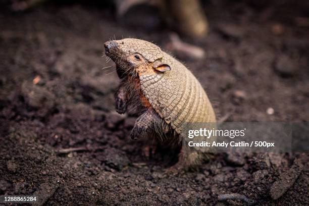 close-up of lizard on field,corstorphine rd,united kingdom,uk - tatu fotografías e imágenes de stock