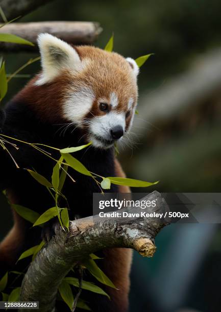 close-up of lemur on tree,fota wildlife park,ireland - red panda stock pictures, royalty-free photos & images