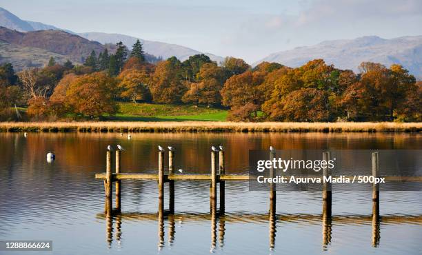 scenic view of lake by trees against sky,ambleside la,united kingdom,uk - coniston stock pictures, royalty-free photos & images