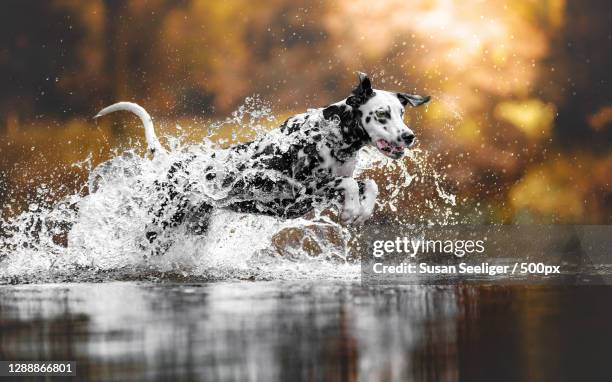 side view of dalmatian dog running in lake,germany - dalmatian ストックフォトと画像