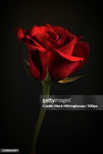 798 Red Rose On Black Background Photos and Premium High Res Pictures -  Getty Images
