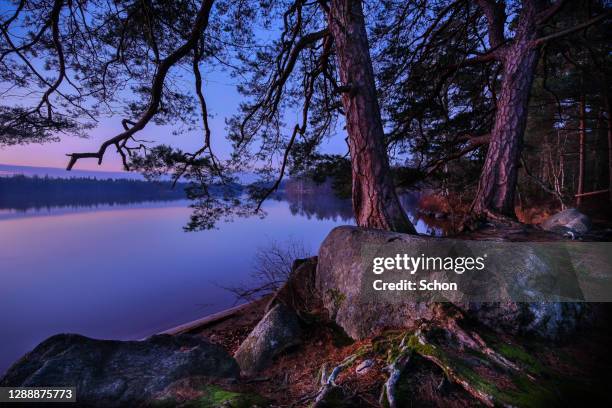 two large pines by a lake in evening light in winter - 韋克舍 個照片及圖片檔