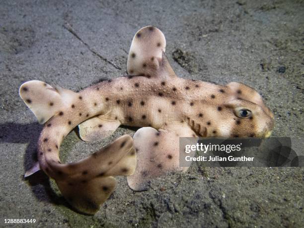 73 Horn Shark Stock Photos, High-Res Pictures, and Images - Getty