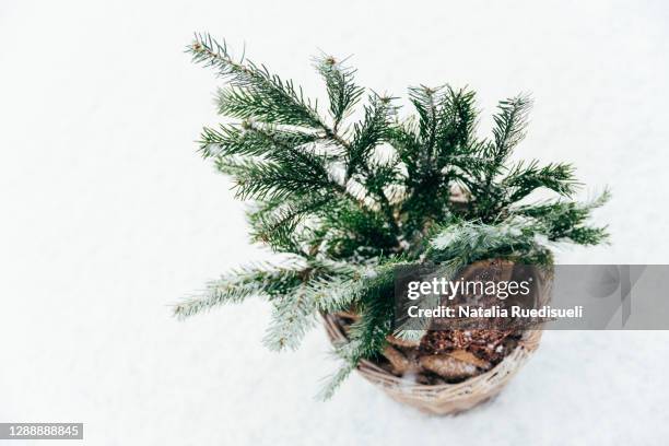 christmas tree branches in the basket with glitter star and sackcloth. - natalia star stock pictures, royalty-free photos & images