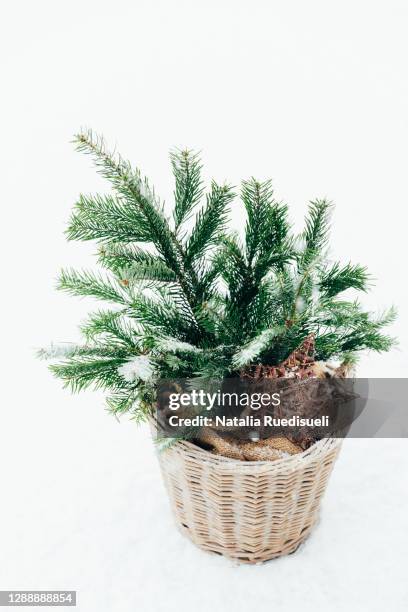 christmas tree branches in the basket with glitter star and sackcloth. - natalia star stock pictures, royalty-free photos & images