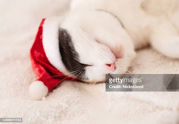 cute cat sleeping on a carpet wearing a little santa hat - santa claus lying stock pictures, royalty-free photos & images